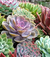 Succulents